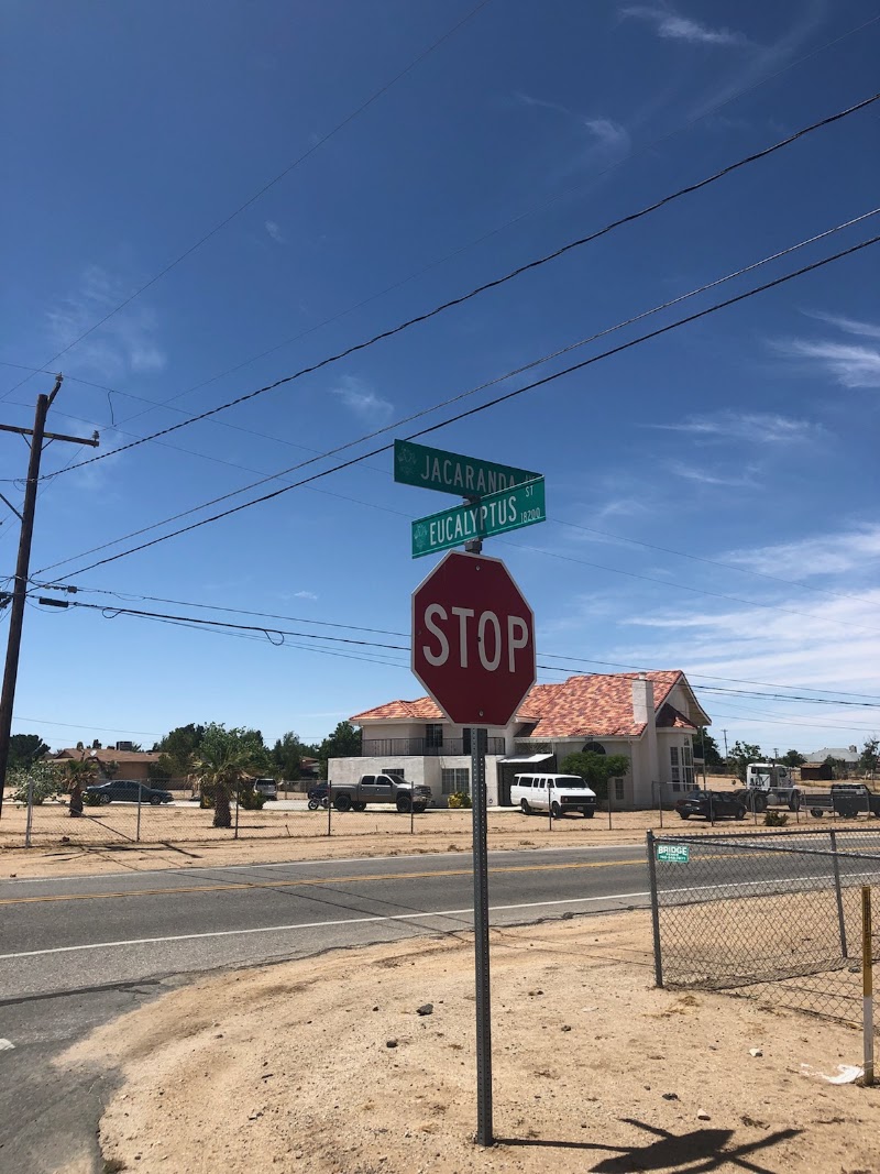 Eucalyptus Elementary photo